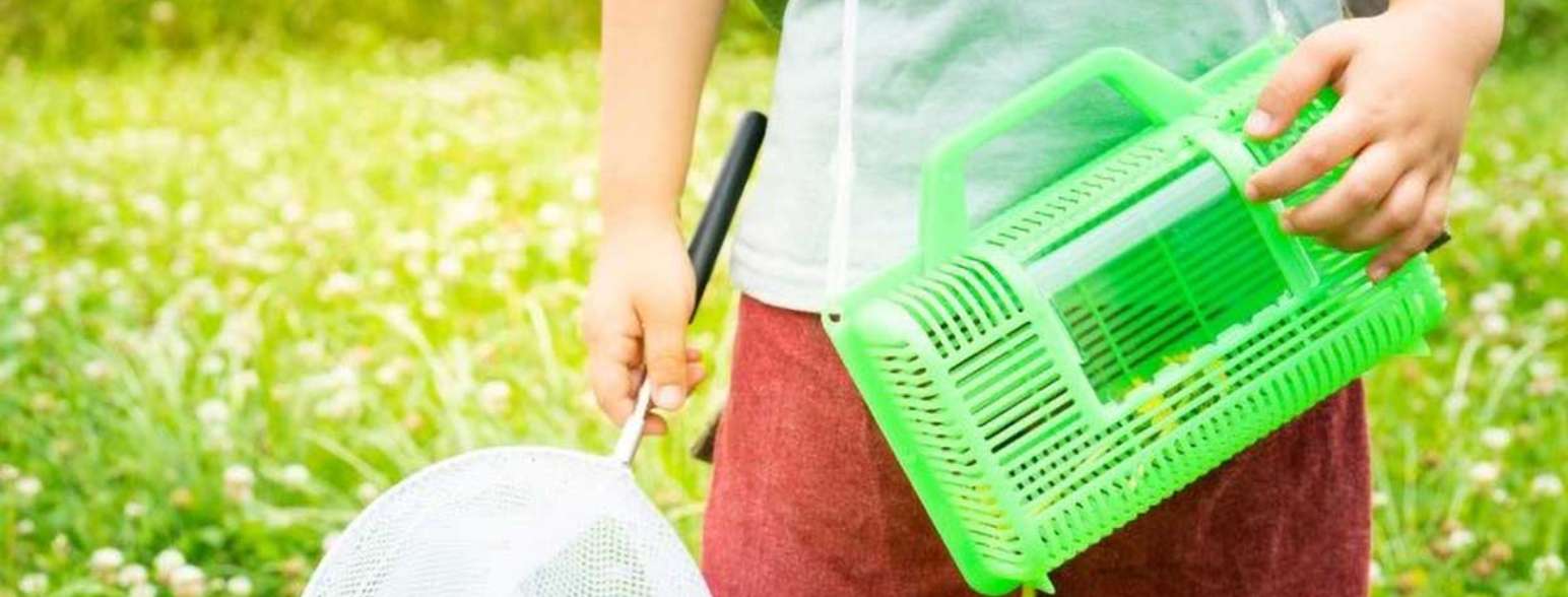 どんな昆虫に会えるかな？<br />
蜜を塗って呼んでみよう！