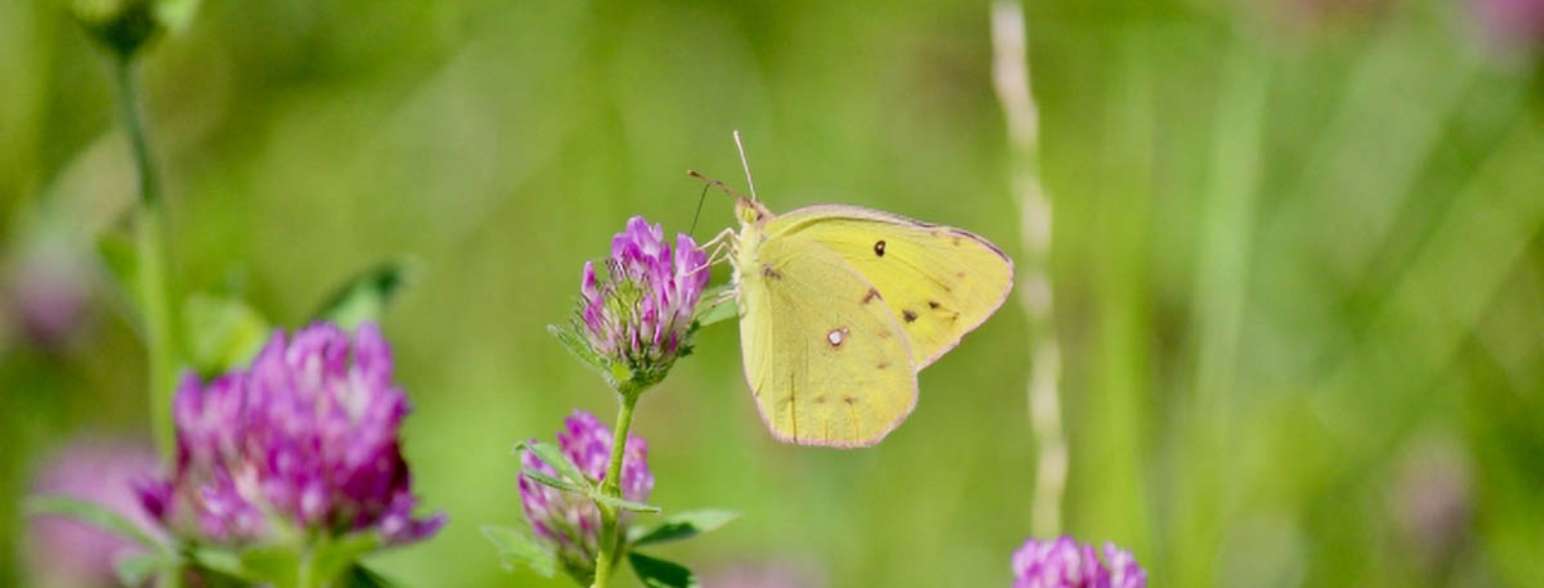 お散歩をしながら<br />
季節野の花に詳しくなろう！