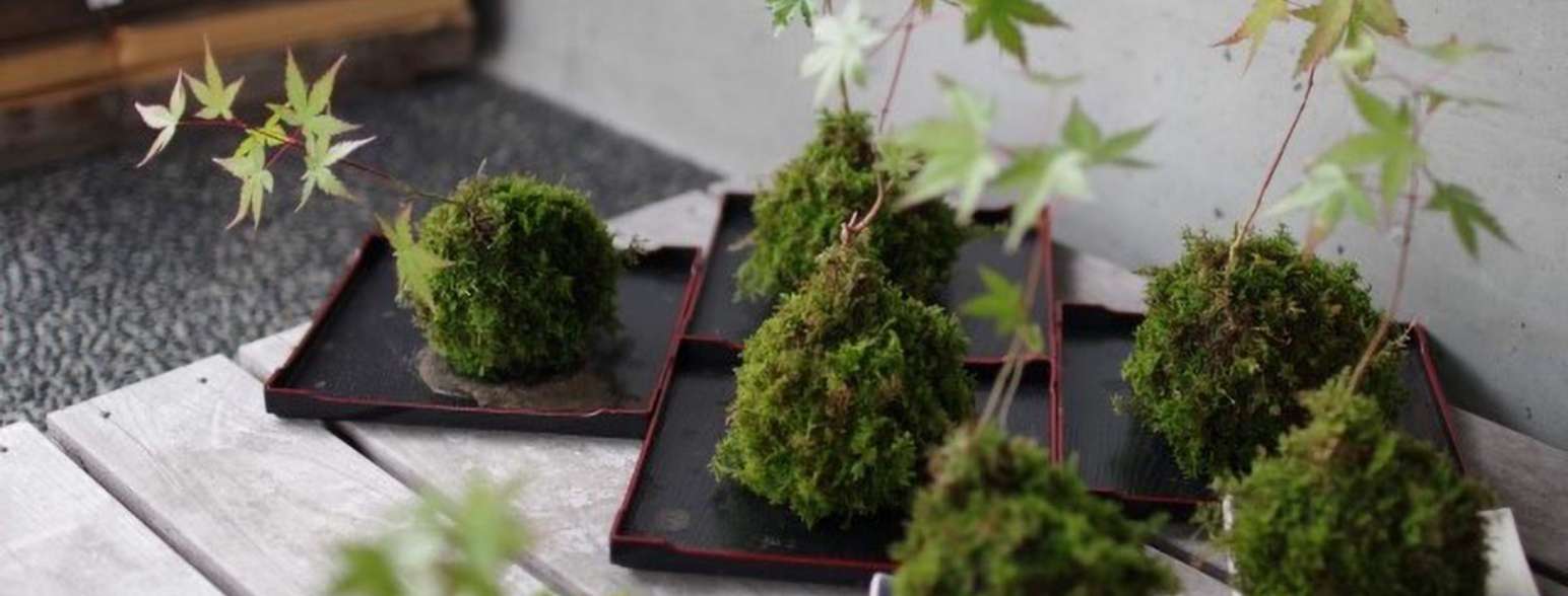 実は簡単に作れる！<br />
苔玉づくり