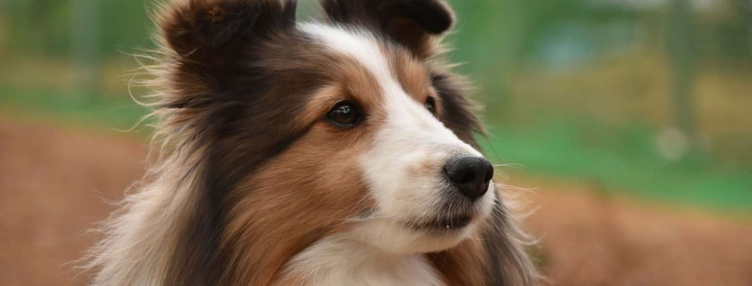 ペットも一緒に<br />
キャンプを楽しめます♪